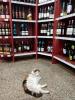 cat_shop.jpg