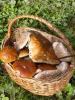 mushrooms_monya1.jpg