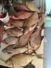 IMG-20260808-WA0008.jpg