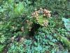 IMG_3720.jpeg