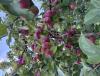 IMG_5565.jpeg