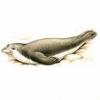 seal.jpg