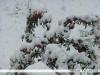 Schnee_I_19.09.11.jpg