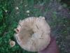 DSC00472.JPG