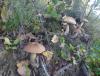DSC00470.JPG