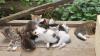kitties.jpg