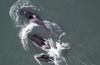 Orcas_9.jpg