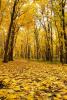 DSC03243.jpg
