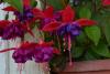 DSC_0193.JPG