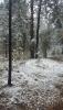 woods_2.jpg