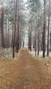 woods_1.jpg