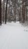 woods_4.jpg