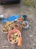 IMG_20251002_155758.jpg