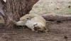 lion_2.jpg
