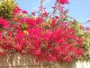 DSCN1022__500x375_.jpg