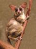 413px-Galago_senegalensis.jpg