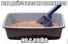 утро кошатника.jpg