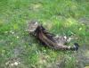 DSC01206.JPG