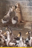 гуси.gif