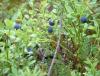 DSCF0106.JPG