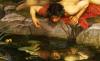 narcissus-.jpg