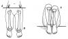 2Cvr-figure4-copy.jpg
