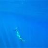 IMG-20230911-WA0018.jpg
