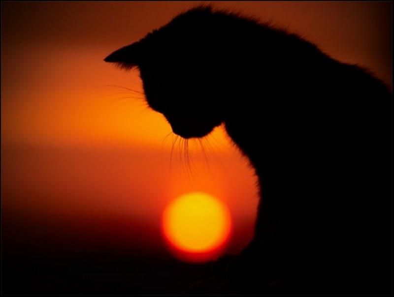 Фотография teracota