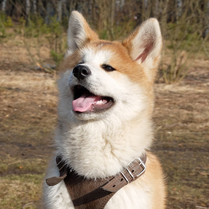 Фотография Alento