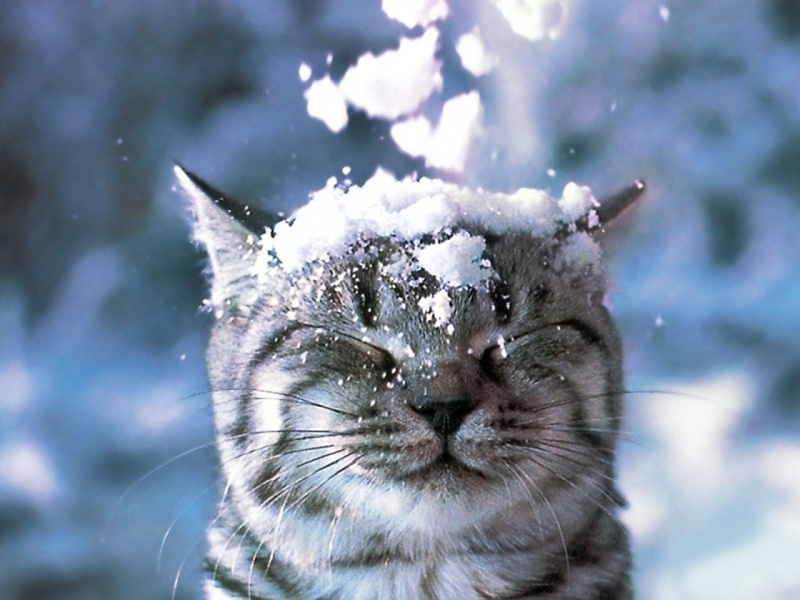 Фотография snow cat