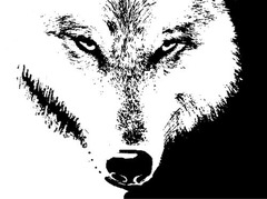 Фотография le loup gris