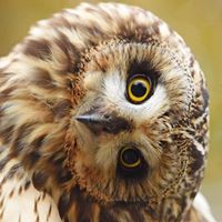 Фотография varandra