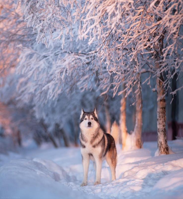Фотография spaspavel