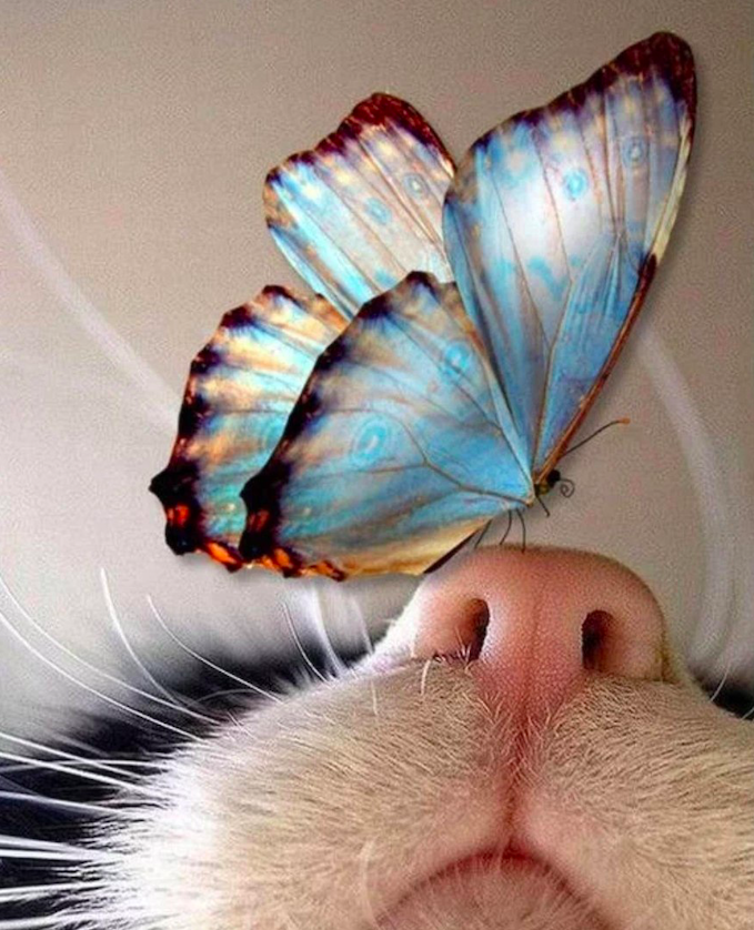 Фотография Елена Мос