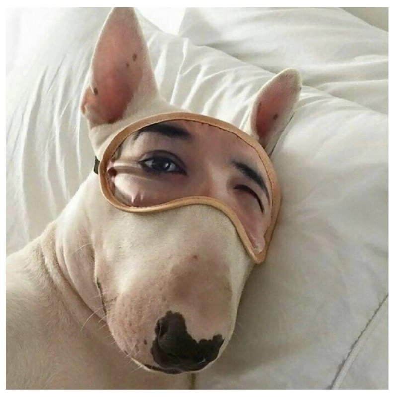 Фотография seldvmasle