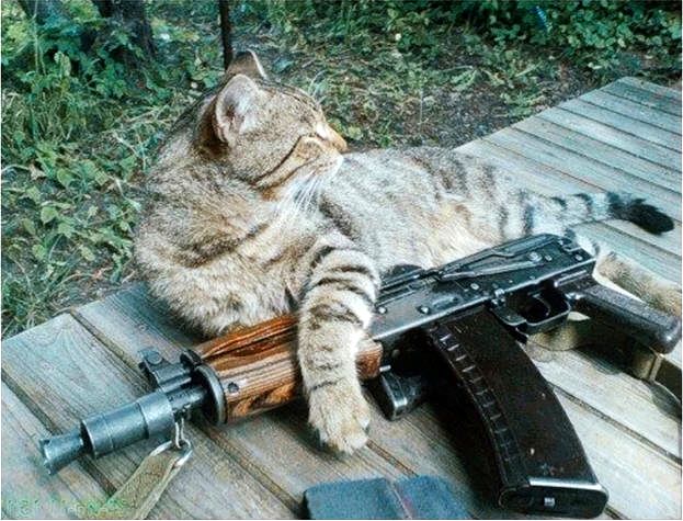 Фотография Volk_1