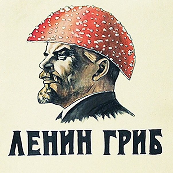 Фотография alconaft