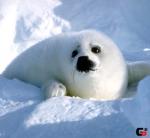 Фотография perl