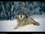 Фотография lordevil