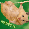 Фотография littlehamster
