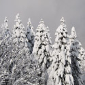 Фотография kovinov