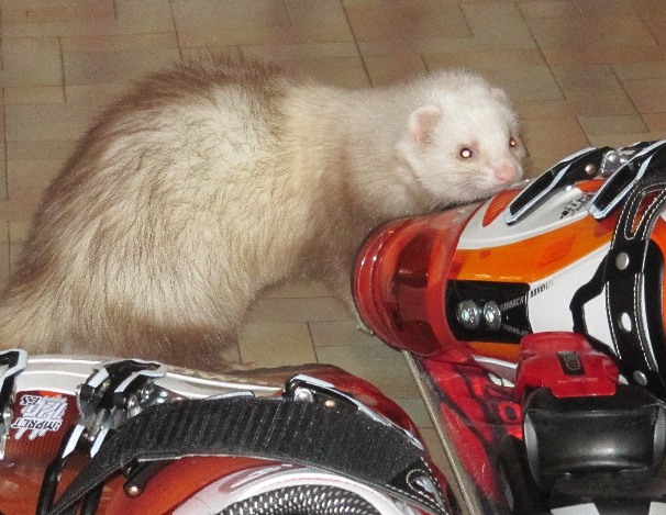 Фотография skiferret