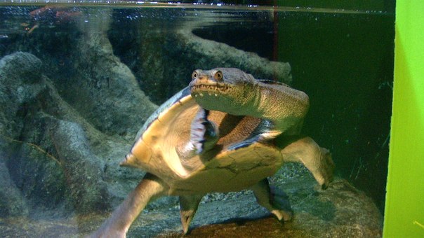 Фотография Vladig56