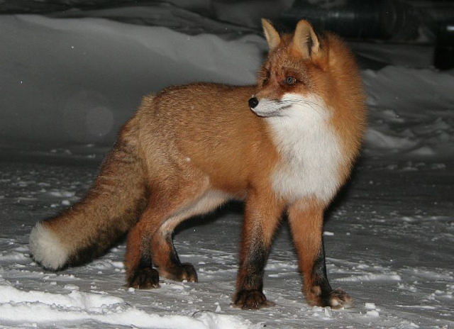 Фотография imp_89