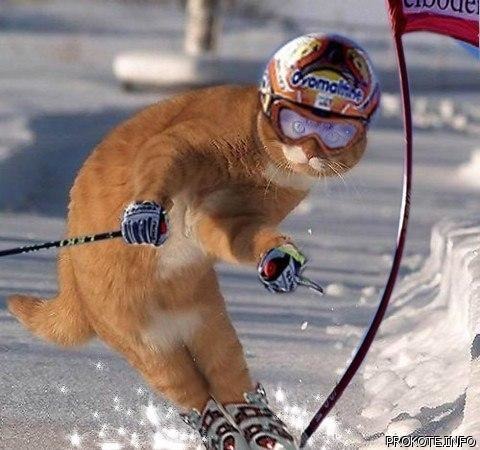 Фотография Ingwar